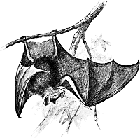 drawing of leaf bat
